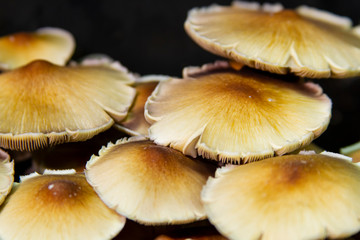 Golden Teacher Psilocybe Cubensis Magic Mushrooms 