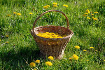 Old fashioned wicker basket with harvested Dandelion flower - Taraxacum officinale - heads for homemade wine making in a field.