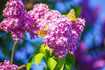 Orange butterflies sit on flowers on a branch of a lilac tree