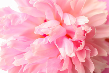 Beautiful pink peony flower as background, closeup