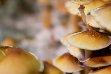Golden Teacher Psilocybe Cubensis Magic Mushrooms 