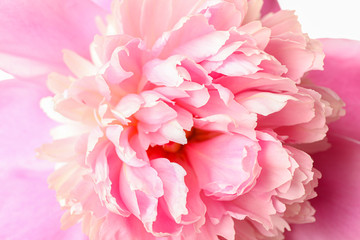 Beautiful pink peony flower as background, closeup