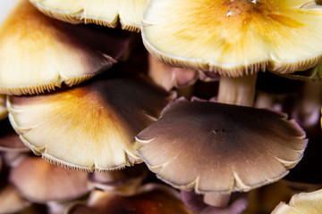 Golden Teacher Psilocybe Cubensis Magic Mushrooms 