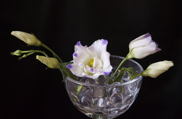 Eustoma bud, lisianthus or prairie gentian