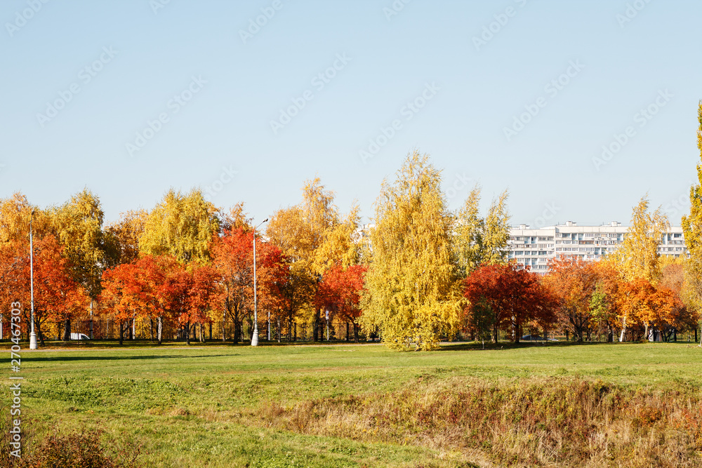 Wall mural autumn landscape in the city park with red and yellow trees in a bright sunny day