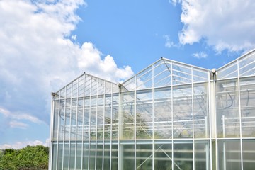 Transparent greenhouse from glass with green organic plants on the summer background. Industrial green house for cultivating vegetables. Glasshouse for growing veggies. Cultivate agricultural plant 
