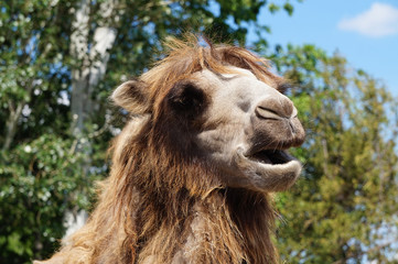 Camel face - portrait, close-up photograph