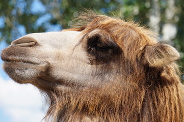 Camel face - portrait, close-up photograph