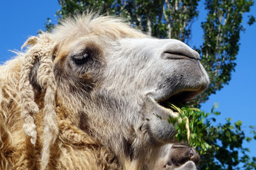 Camel face - portrait, close-up photograph