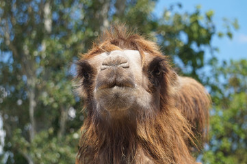 Camel face - portrait, close-up photograph