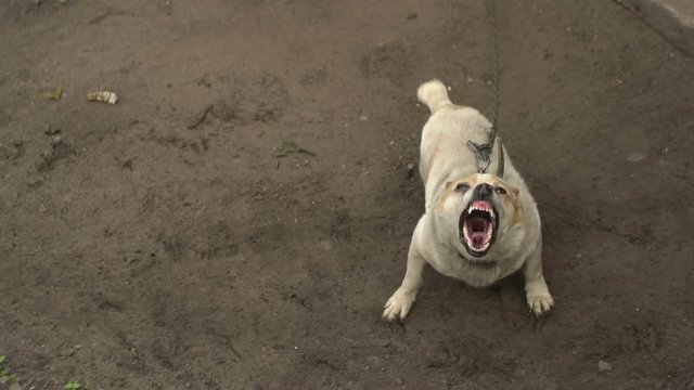 the dog growl, tied dog growl