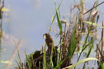 Sparrow  with prey in its beak sits on a stump near a reservoir ...