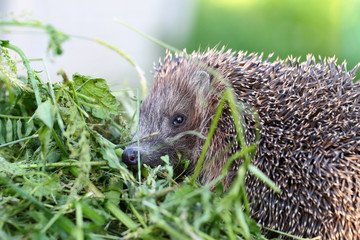 A portrait of a hedgehog that hides among green mowed grass ...