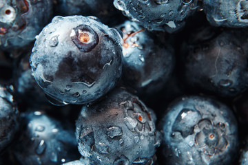 Nature background. Big beautiful water drops on ripe and juicy fresh picked blueberries closeup. Macro view of abstract nature texture and background organic pattern. Copy space. Macro shot
