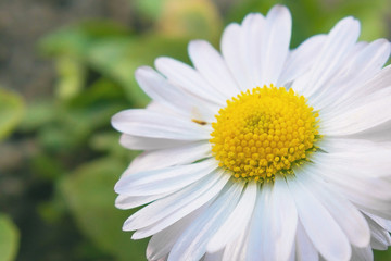 Obraz premium Live beautiful flower. Macro photo of chamomile. The view is close