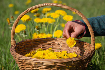 Female hands harvesting Dandelion flower - Taraxacum officinale - heads into a wicker basket for homemade wine.