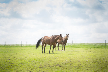 Naklejka na ściany i meble Horses in the Landscape of a Farm