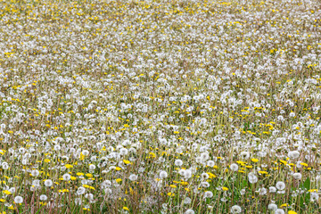 A field of Dandelion - Taraxacum officinale -  flowers and seedheads in spring.