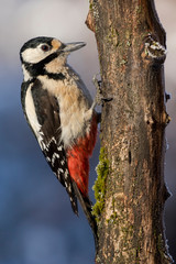 Great spotted female woodpecker (Dendrocopos major)