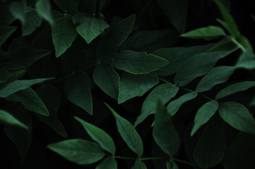 green background colorful background