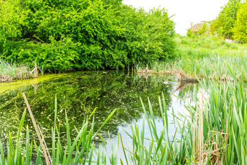 Fototapeta premium Mallard duck in the wild