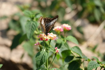 Butterfly on a multi-colored flower