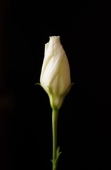 Eustoma bud, lisianthus or prairie gentian