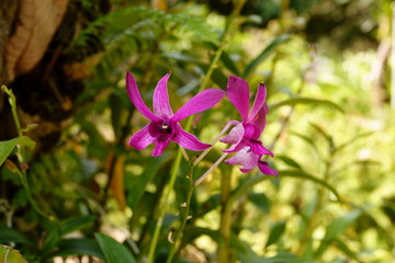 Obraz premium Beautiful pink flower in the garden