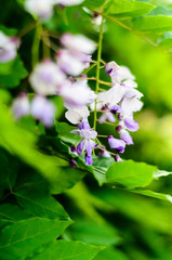 Blooming Wisteria Spring