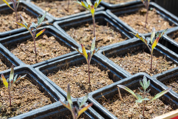 Tomato nursery - Solanaceae - sprouts in black plastic germination trays.