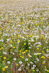 A field of Dandelion - Taraxacum officinale -  flowers and seedheads in spring.