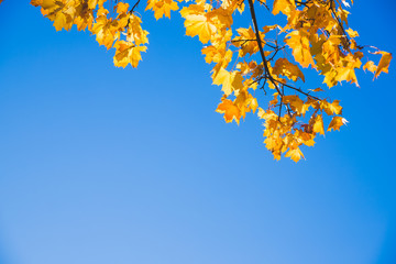 Fall leaves background with free space for text.Autumn colorful bright branch tree with bright foliage on a blue sky background.Autumn background with golden fall leaves.