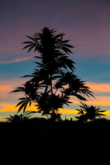 Fototapeta na wymiar Cannabis leaf, marijuana silhouette on blurred background of twilight sky colours. Copy space. Concept of growing hemp