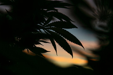 Cannabis leaf, marijuana silhouette on blurred background of twilight sky colours. Copy space. Concept of growing hemp