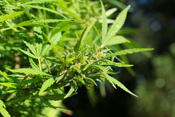 close up of cannabis or marijuana plants 