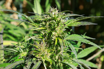 Cannabis or Marijuana leaves