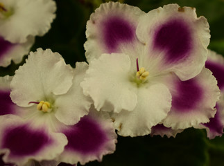 Blooming violet, beautiful shaggy leaves