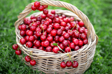 Full basket of ripe and fresh red sweet cherries