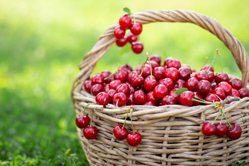 Full basket of ripe and fresh red sweet cherries