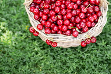 Full basket of ripe and fresh red sweet cherries