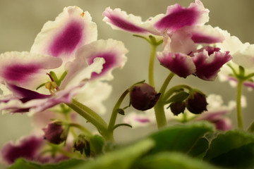 Blooming violet, beautiful shaggy leaves