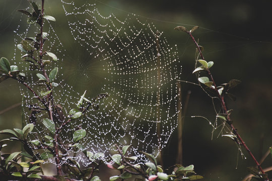 Tela de ara&ntilde;a