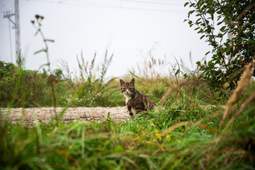 small kittens playing in green grass. summer