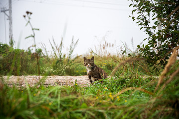 Obraz premium small kittens playing in green grass. summer