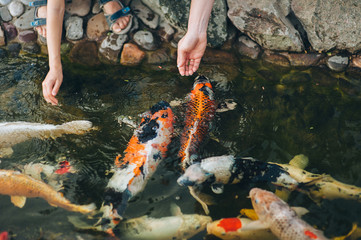 Obraz na płótnie Canvas Feeding the hungry funny decorative Koi carps in the pond. Women's and children's hands hold fish food. Animal care concept.