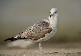 Closeup of a Juvenile Heuglins gull, Bahrain 