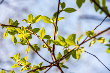 foliage leaf grass texture in green sunny summer time