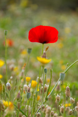 Unfolding flower of a Poppy in early morning in a flowery meadow