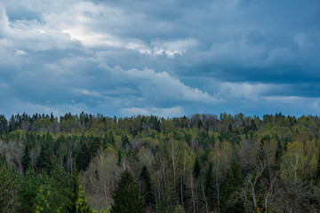 endless forests in summer dayat countryside from above