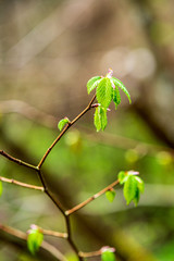 foliage leaf grass texture in green sunny summer time
